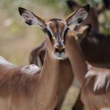 Que mettre dans son sac à dos pour un safari en Tanzanie