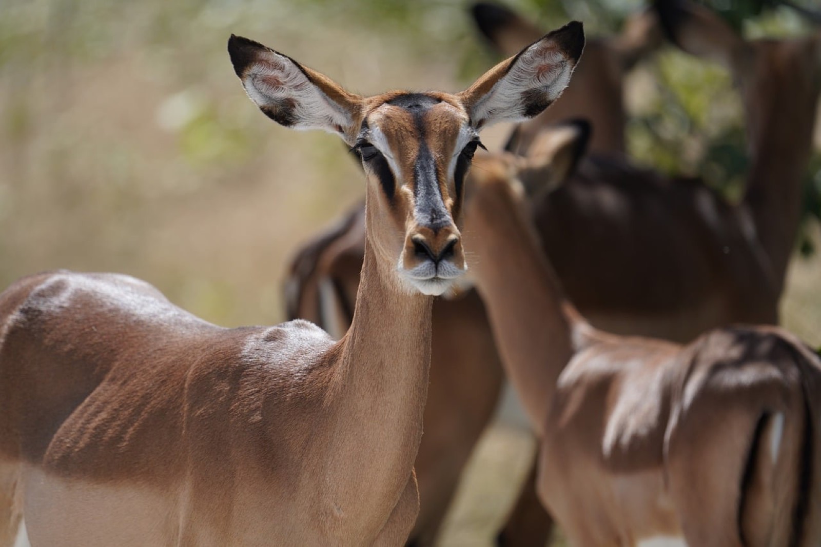 Que mettre dans son sac à dos pour un safari en Tanzanie