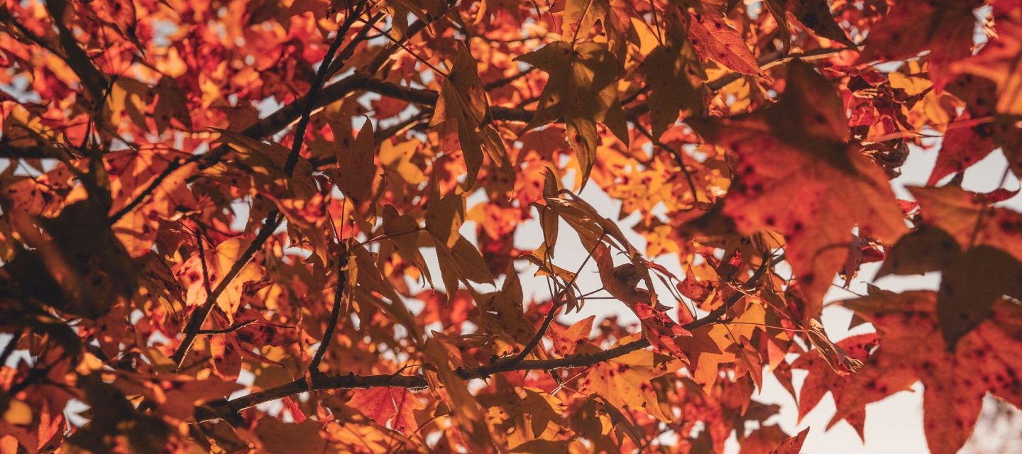 L&rsquo;automne sans marron : trois couleurs chics à adopter dès maintenant