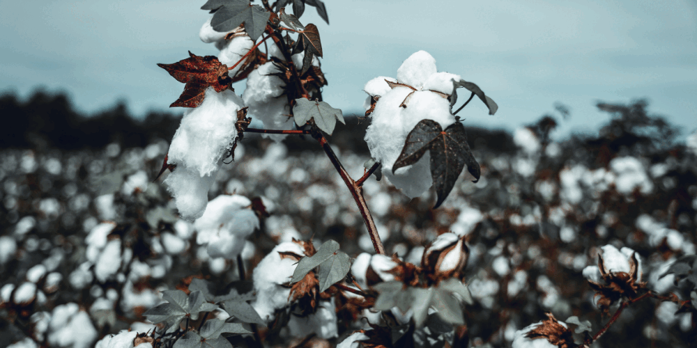 Fleurs de coton